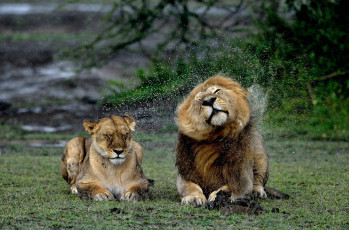 Картинка животные львы брызги мокрые лев львица дождь