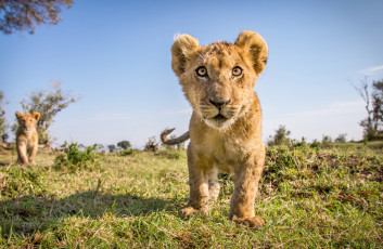 Картинка животные львы дикая природа поле лев щенки