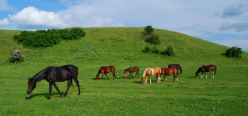 Картинка животные лошади луг