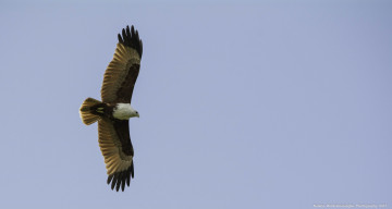 Картинка животные птицы+-+хищники небо полёт свобода хищник крылья коршун высота птица