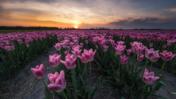 Картинка цветы тюльпаны закат плантация