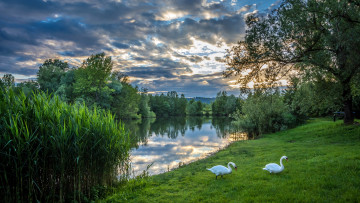 Картинка животные лебеди хорватия деревья кусты белые bobovica пара вечер зелень лето небо трава загреб река облака