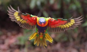 Картинка животные попугаи расцветка птица оперение боке попугай размытие многоцветный лорикет полёт крылья
