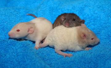 Картинка животные крысы +мыши
