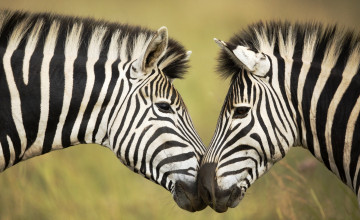 Картинка животные зебры головы пара