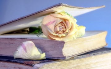 Картинка цветы розы лепесток книги бутон