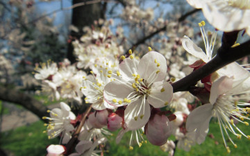 Картинка цветы цветущие+деревья+ +кустарники макро весна пирода