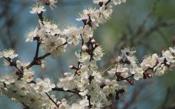 Картинка цветы цветущие+деревья+ +кустарники макро весна пирода