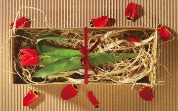 Картинка цветы тюльпаны лепестки одиночка ящик
