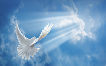 Картинка животные голуби голубь небо полет