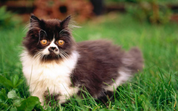 Картинка животные коты трава персидский кошка кот