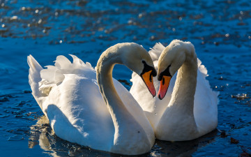 Картинка животные лебеди поза сияние любовь боке пара водоем вода птицы