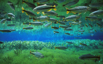 Картинка животные рыбы бриконы вода косяк рыба