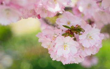 Картинка цветы сакура +вишня лепестки весна природа сад