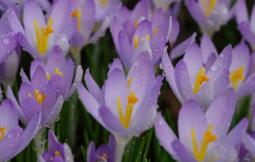 Картинка цветы крокусы крокус лепестки весна капли макро