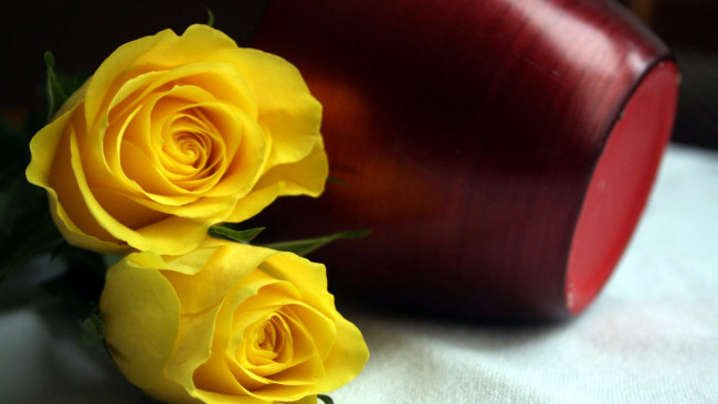 Обои картинки фото цветы, розы, дуэт, желтый