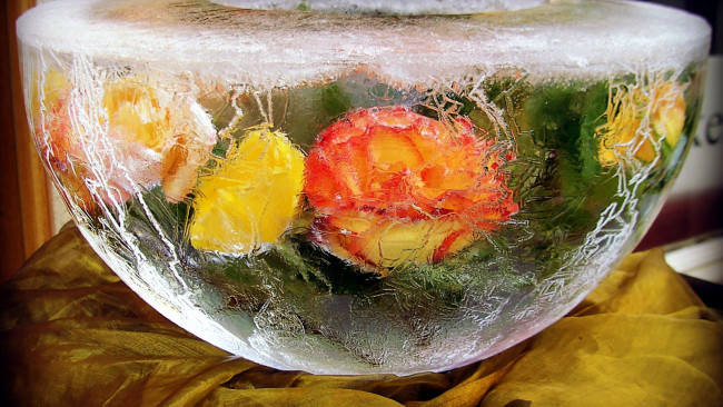 Обои картинки фото цветы, розы, лед