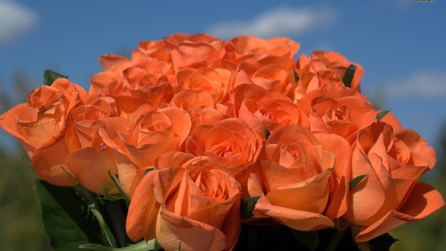 Обои картинки фото цветы, розы, персиковый, бутоны, много