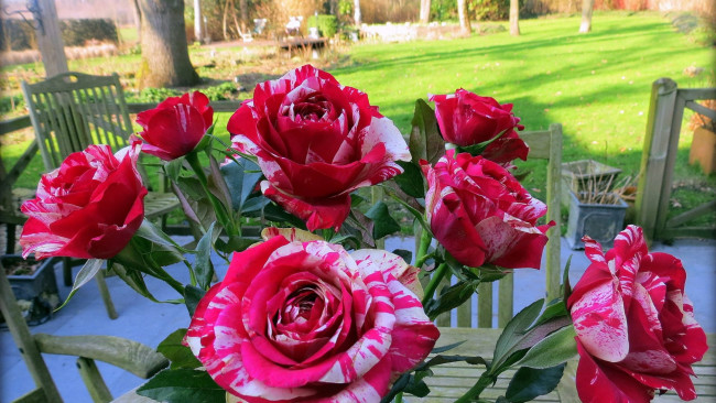 Обои картинки фото цветы, розы, пестрые