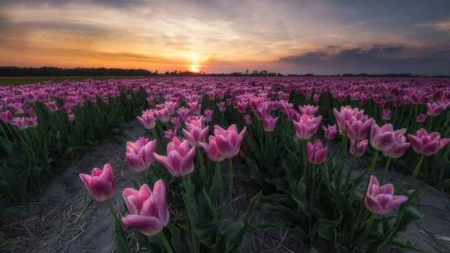 Обои картинки фото цветы, тюльпаны, закат, плантация