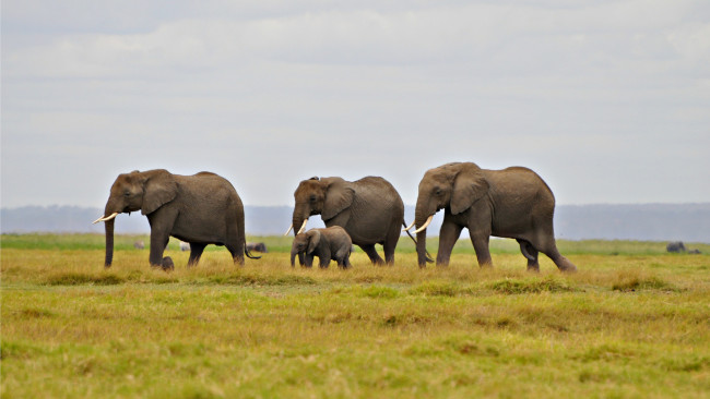 Обои картинки фото животные, слоны, холм, миграция, небо, трава