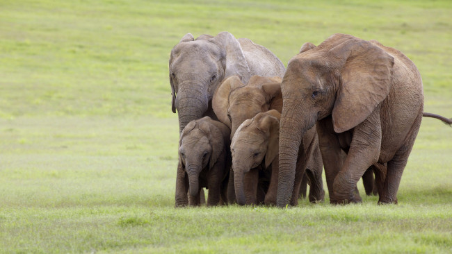 Обои картинки фото животные, слоны, семья, юар, addo, national, elephant, park