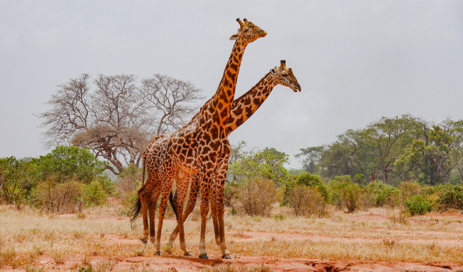 Обои картинки фото животные, жирафы, саванна