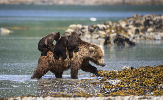 Обои картинки фото животные, медведи, медведица, медвежата, река, берег