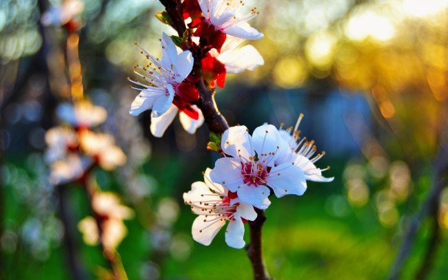 Обои картинки фото цветы, цветущие деревья ,  кустарники, лепестки, макро, закат, цветение, весна, абрикос