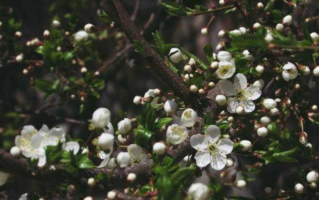 Обои картинки фото цветы, цветущие деревья ,  кустарники, макро, весна, пирода