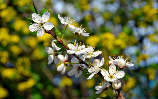 Обои картинки фото цветы, сакура,  вишня, макро, весна, ветка, дерево, цветение