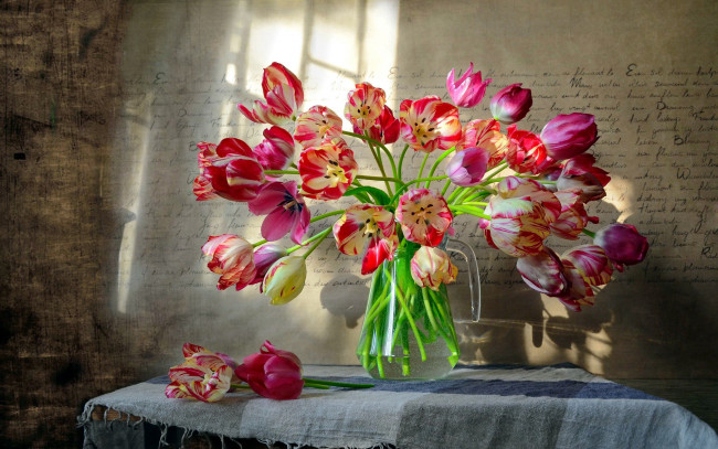 Обои картинки фото цветы, тюльпаны, разноцветные