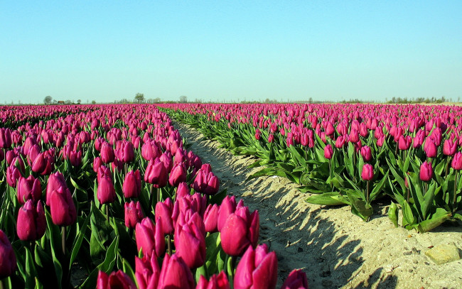 Обои картинки фото цветы, тюльпаны, розовые, дорожка, поле