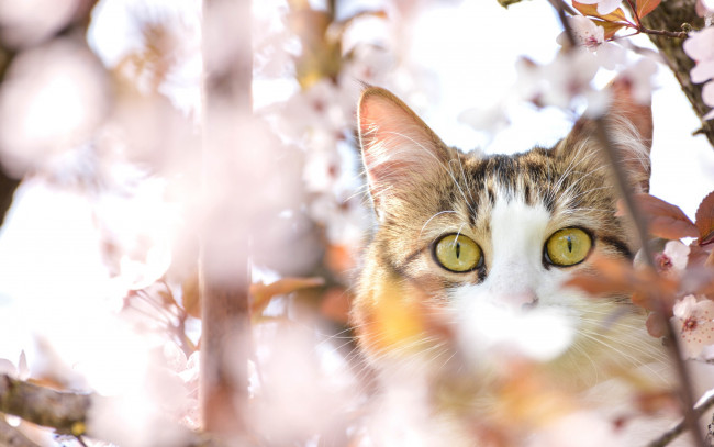 Обои картинки фото животные, коты, кот, дерево, вишня, глаза, весна