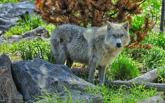 Обои картинки фото животные, волки,  койоты,  шакалы, камни, трава, белый, волк