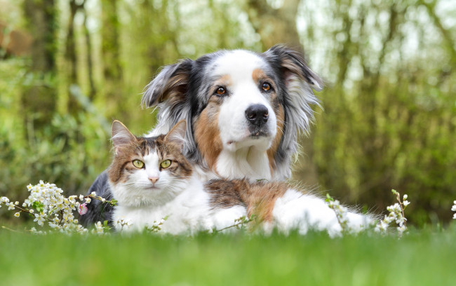 Обои картинки фото животные, разные вместе, собака, друзья, кот
