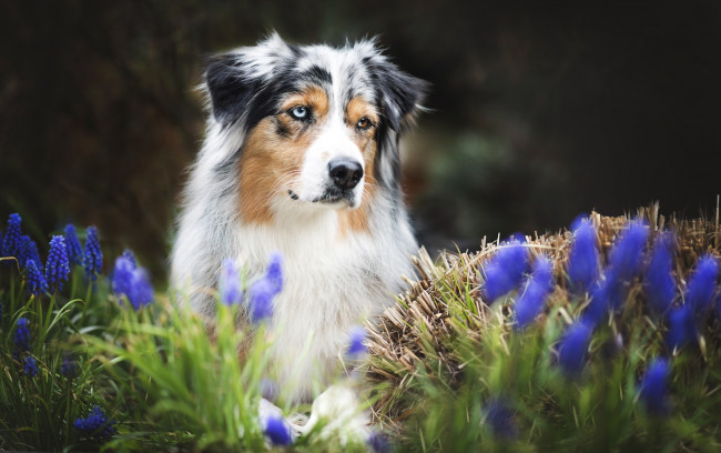 Обои картинки фото животные, собаки, друг, весна, собака