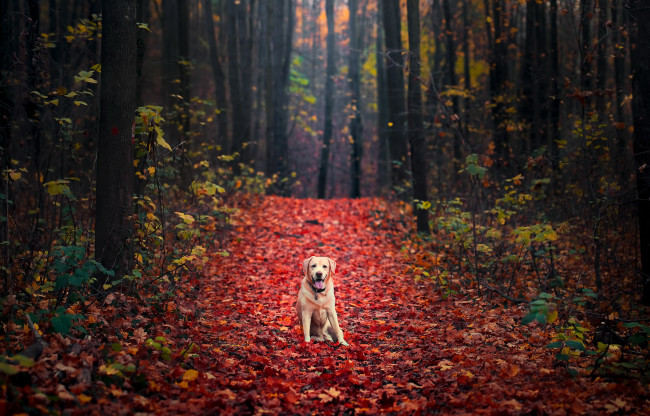 Обои картинки фото животные, собаки, собака, осень