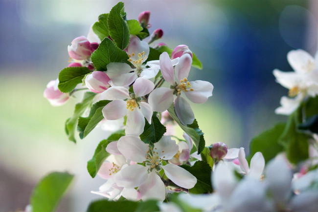 Обои картинки фото цветы, цветущие деревья ,  кустарники, весна, яблоня, ветка