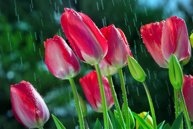 Обои картинки фото цветы, тюльпаны, бутоны, дождь, капли