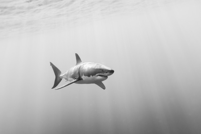 Обои картинки фото животные, акулы, белая, акула, большая