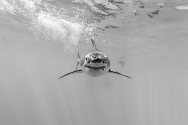 Обои картинки фото животные, акулы, белая, большая, акула
