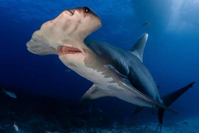 Обои картинки фото животные, акулы, хищник