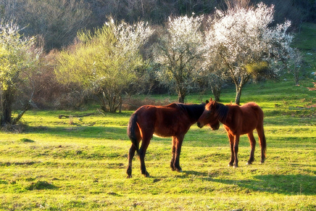 Обои картинки фото животные, лошади, сочи, кавказ, солнце, никишин, евгений, кони, весна