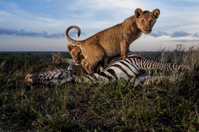 Обои картинки фото животные, львы, обед, зебра, охота, львята, хищники