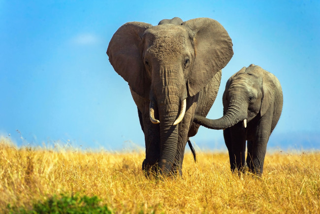 Обои картинки фото животные, слоны, слониха, слоненок, слон, африка