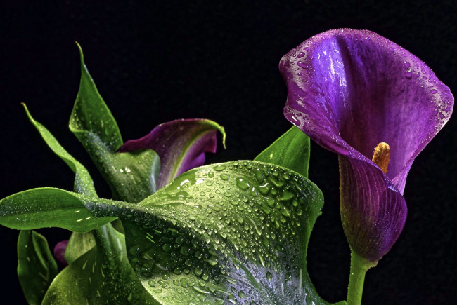Обои картинки фото цветы, каллы, лиловый