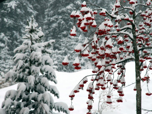 Картинка природа зима рябина ягоды снег