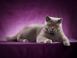 Картинка животные коты британская короткошёрстная кошка портрет фотосессия