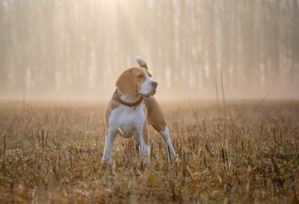 Картинка животные собаки бигль туман собака